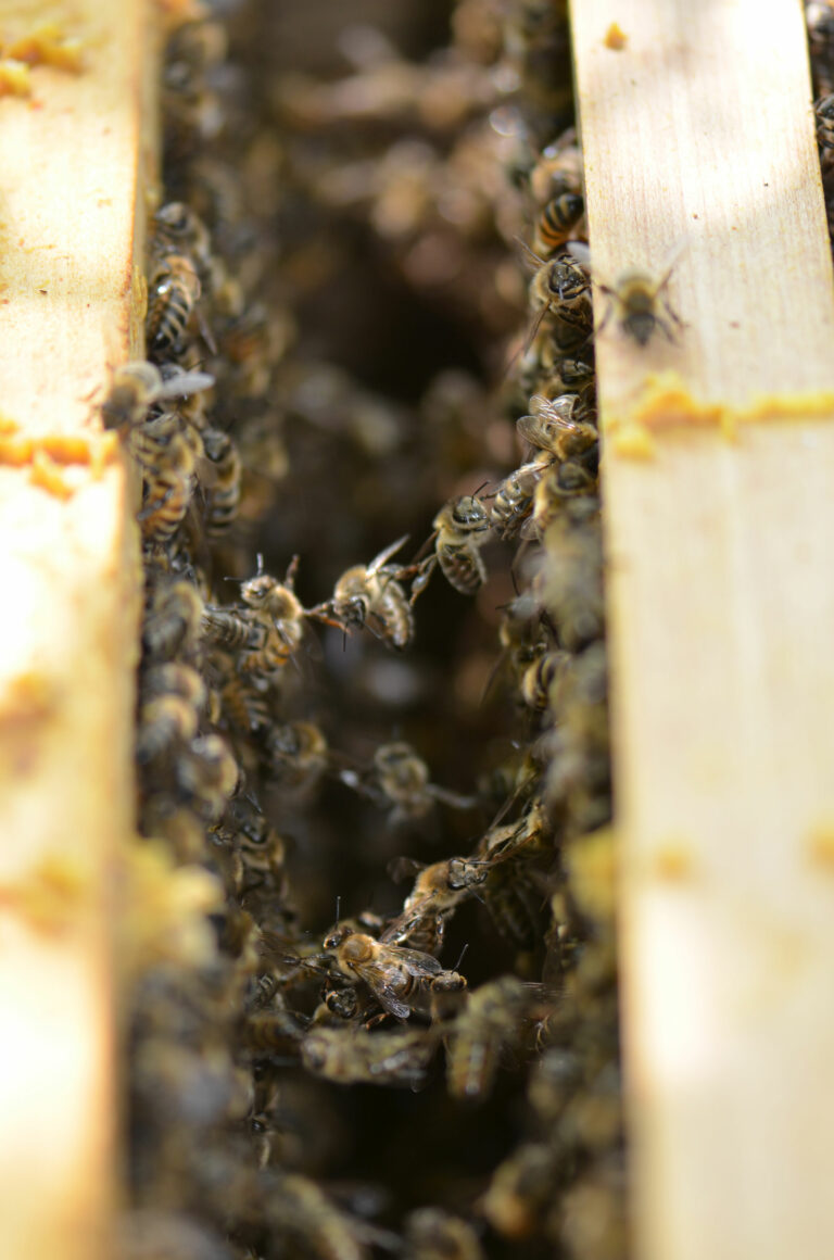 Grundausbildung Imkerei Bienen im Bienenstock