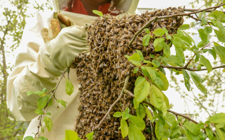 Schwarmfänger Schwarmfänger